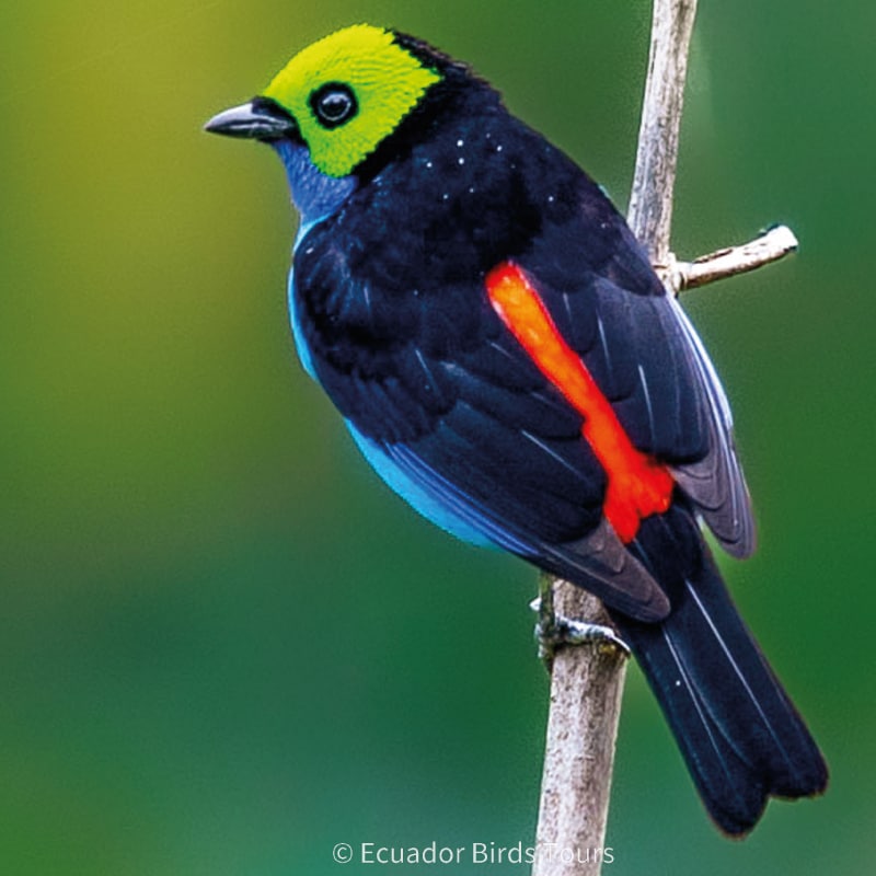 birding photography tours in ecuador by ecuador birds tours (12)
