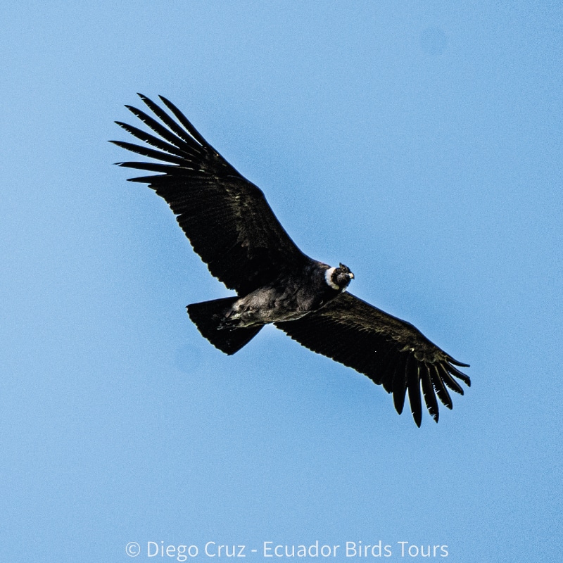 birding photography tours in ecuador by ecuador birds tours (3)