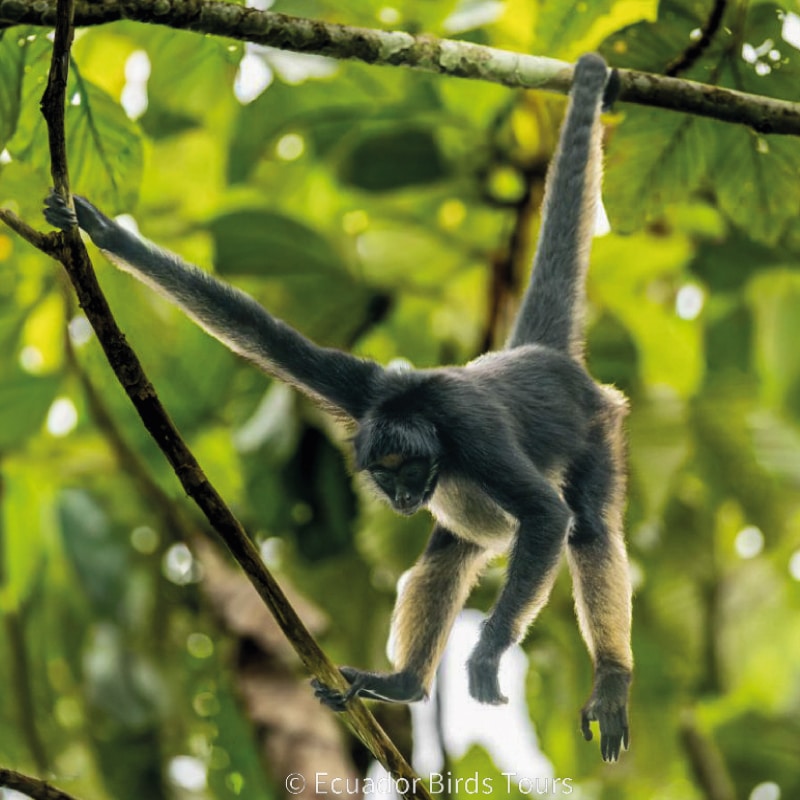 birding photography tours in ecuador by ecuador birds tours (3)