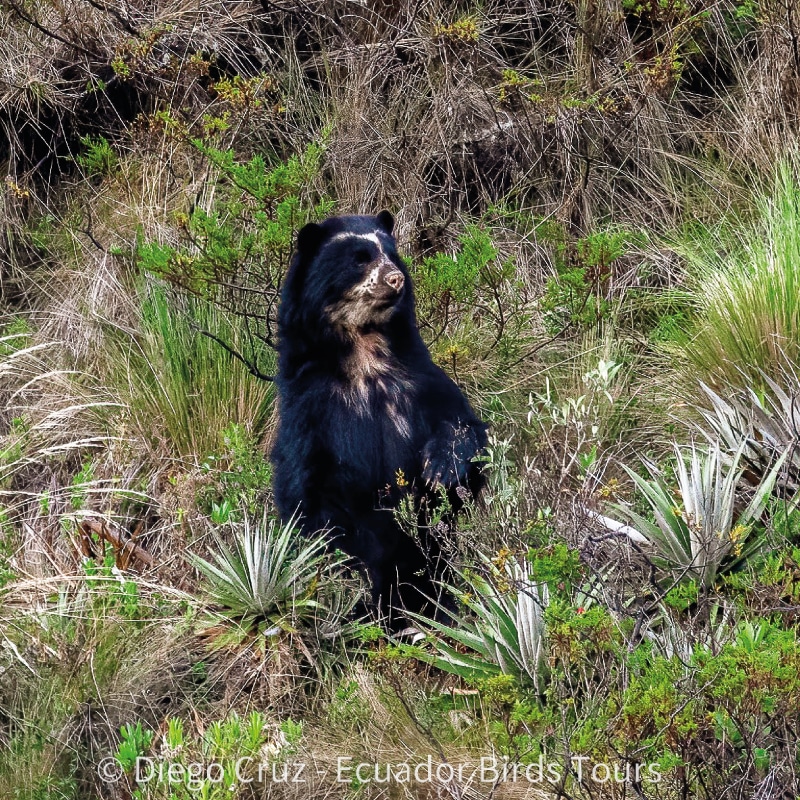 birding photography tours in ecuador by ecuador birds tours (5)