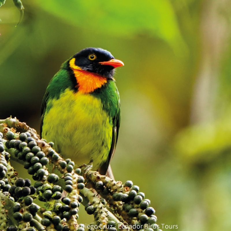 birding photography tours in ecuador by ecuador birds tours (5)
