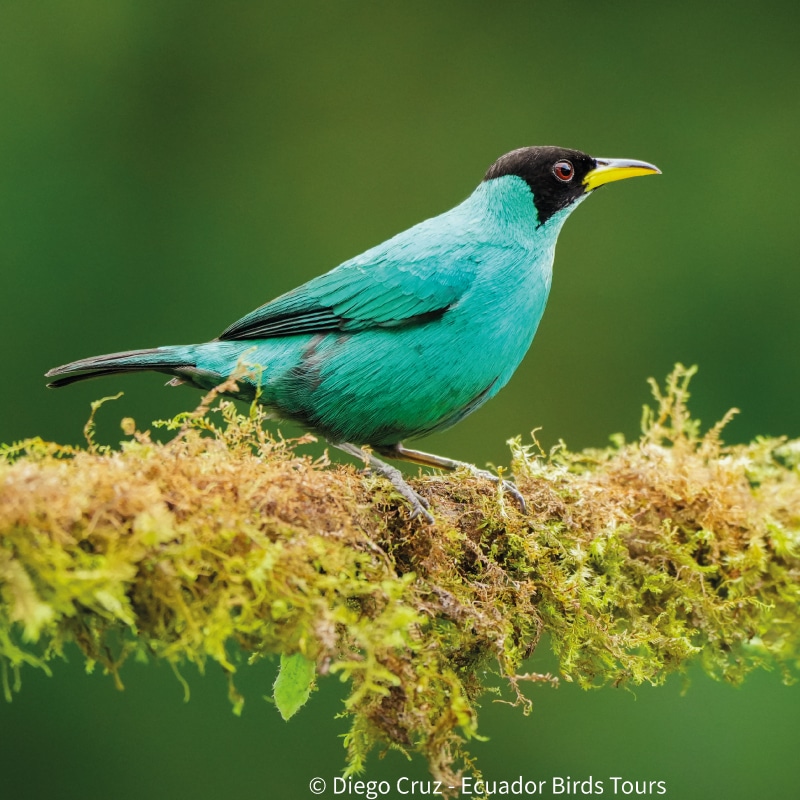 birding photography tours in ecuador by ecuador birds tours (8)