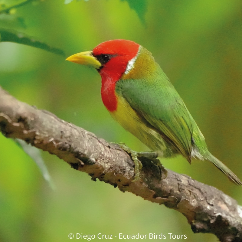 birding photography tours in ecuador by ecuador birds tours (9)