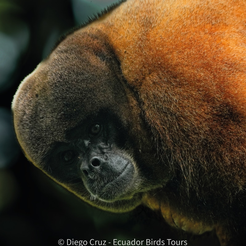 birding tours in ecuador by ecuador birds tours (3)