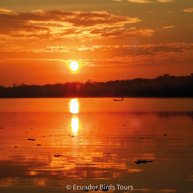 birding tours in ecuador by ecuador birds tours (7)