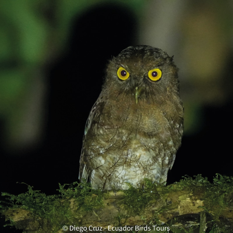 birdwatching tours in ecuador by ecuador birds tours (3)