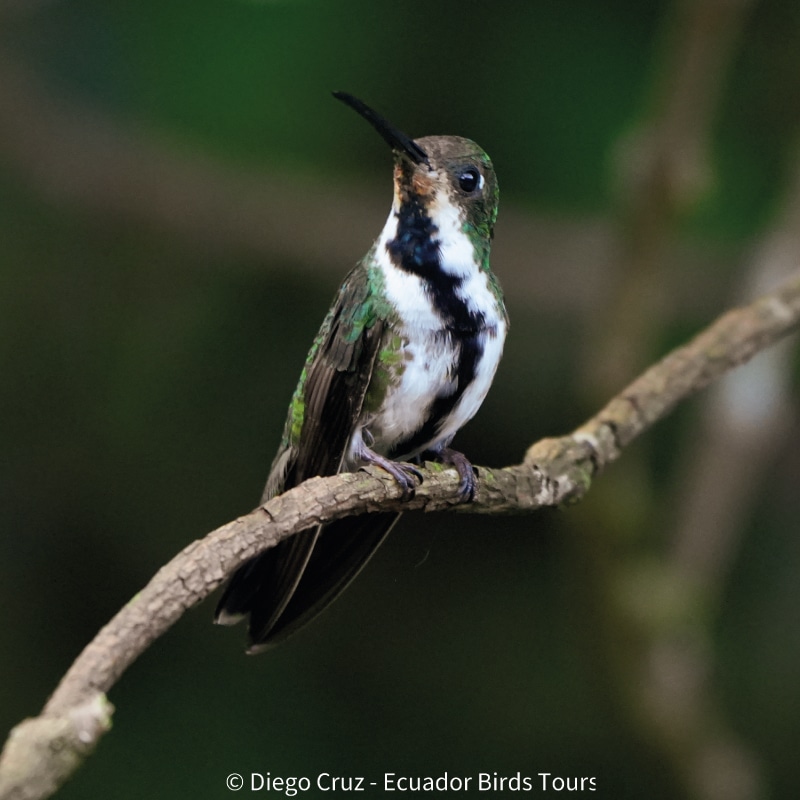 birdwatching tours in ecuador by ecuador birds tours (8)