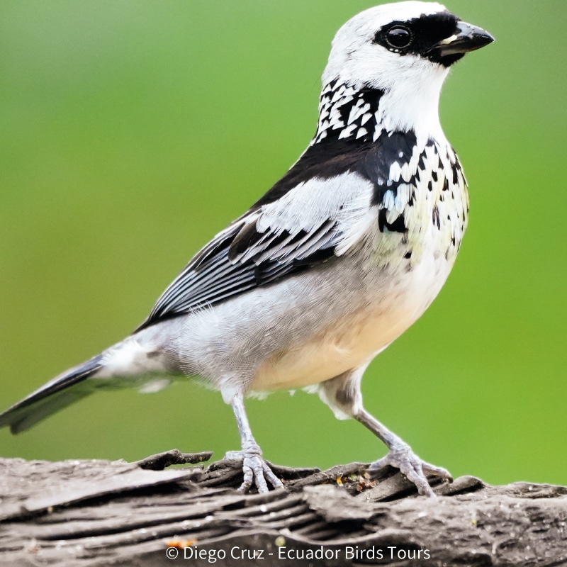 ecuador birds tours in ecuador (8)