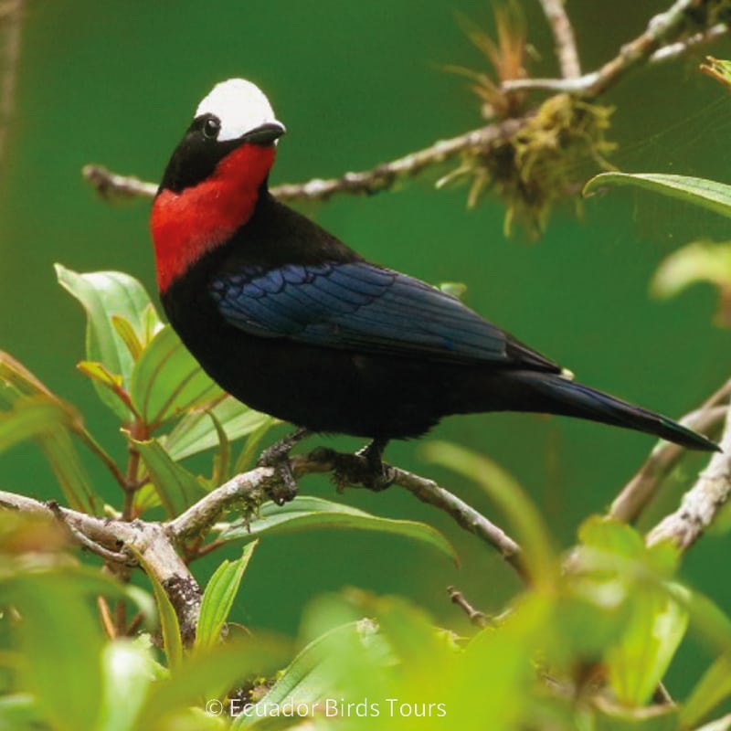 galapagos birding cruises by ecuador birds tours (7)