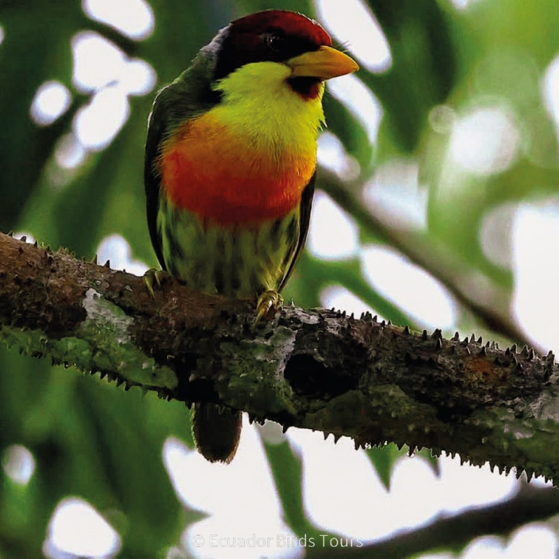 why ecuador birds tours and photography in ecuador (4)
