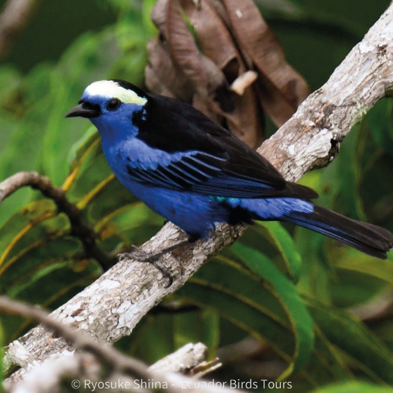 why ecuador birds tours and photography in ecuador (6)