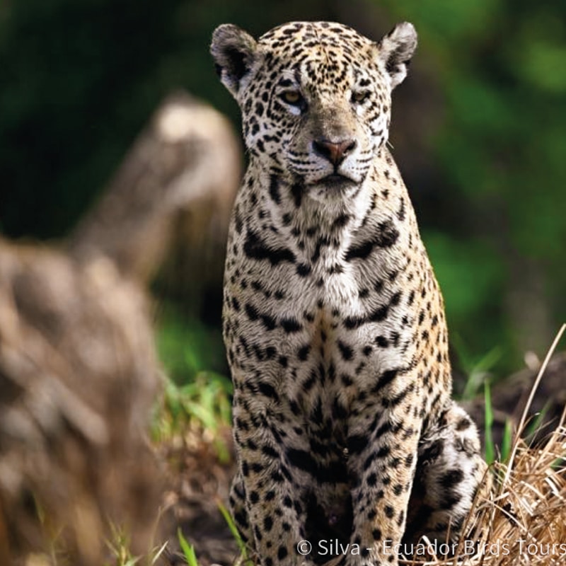 wildlife jaguars tours in pantanal by ecuador birds tours