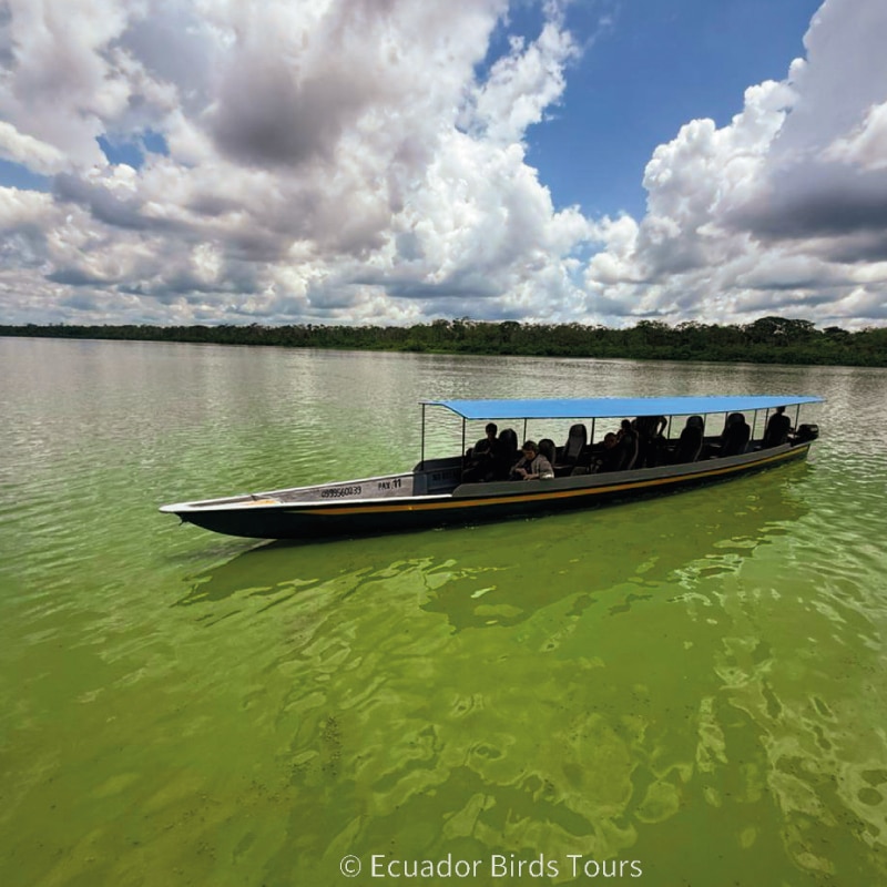 wildlife photography tours in ecuador by ecuador birds tours (2)