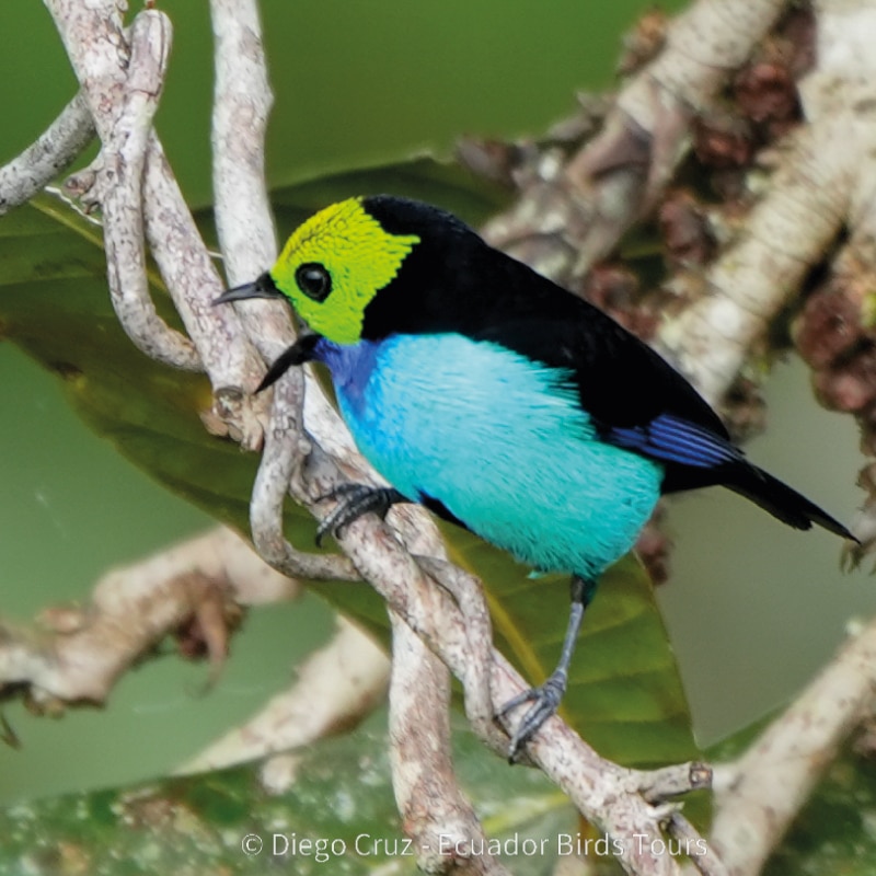 wildlife photography tours in ecuador by ecuador birds tours (3)