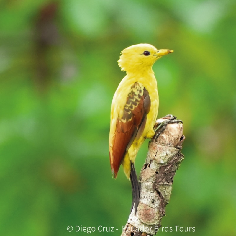 wildlife photography tours in ecuador by ecuador birds tours (4)