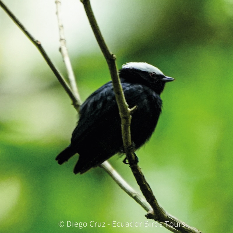 wildlife photography tours in ecuador by ecuador birds tours (4)