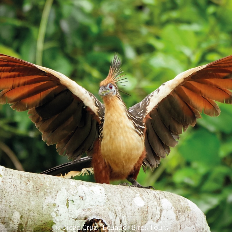 wildlife photography tours in ecuador by ecuador birds tours (5)