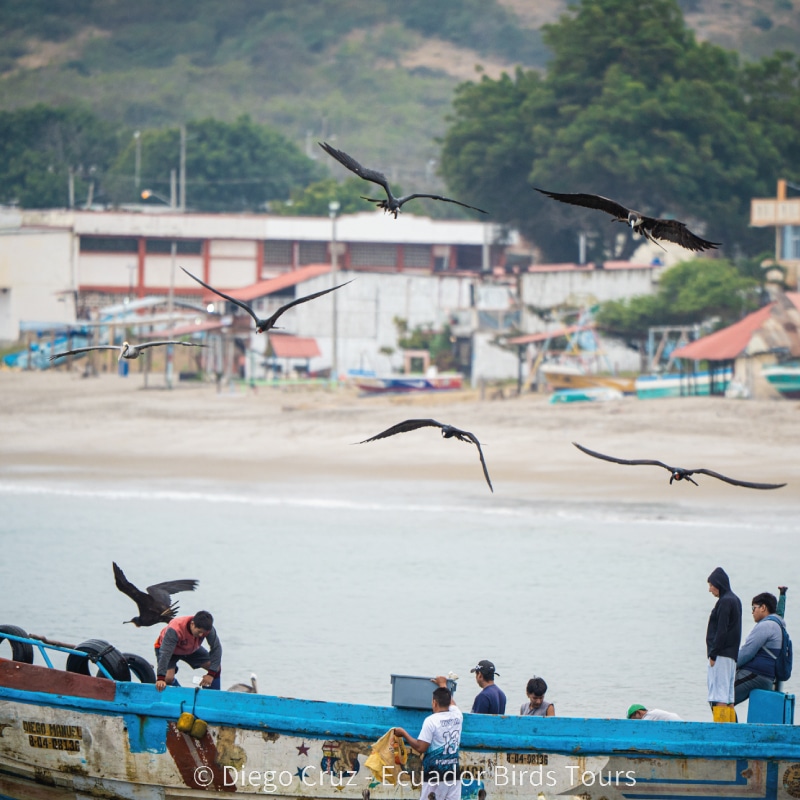 wildlife photography tours in ecuador by ecuador birds tours (5)