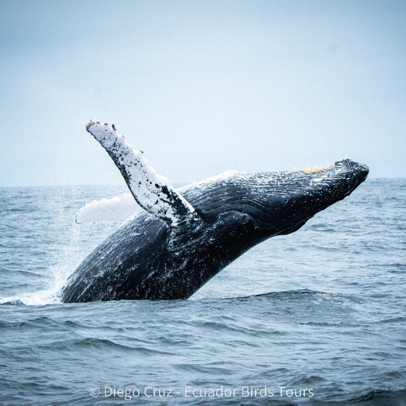 wildlife photography tours in ecuador by ecuador birds tours (6)