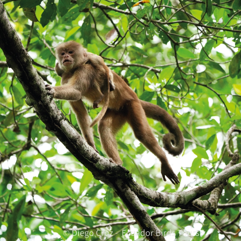 wildlife photography tours in ecuador by ecuador birds tours (8)