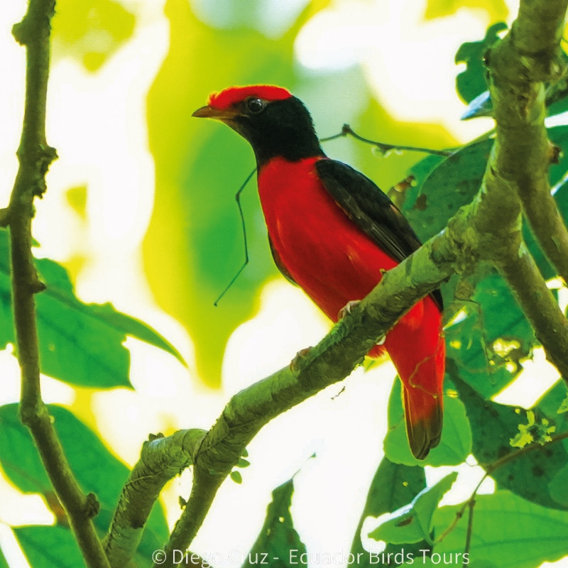 wildlife photography tours in ecuador by ecuador birds tours napo
