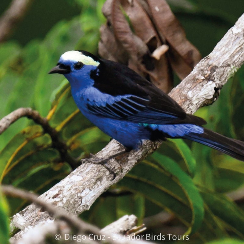 amazon birding tours in ecuador by ecuador birds tours (18)
