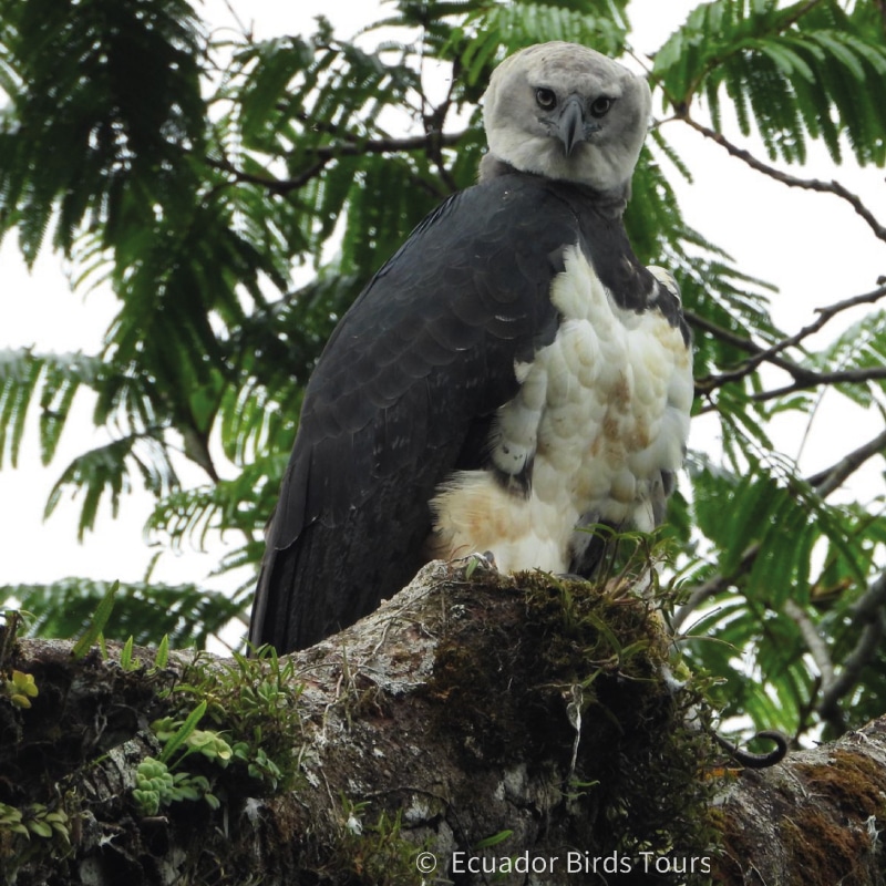 amazon birding tours in ecuador by ecuador birds tours (19)