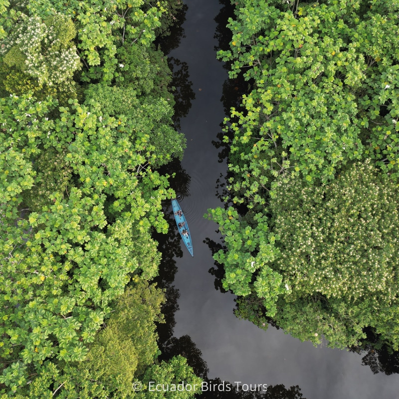 amazon birding tours in ecuador by ecuador birds tours (2)