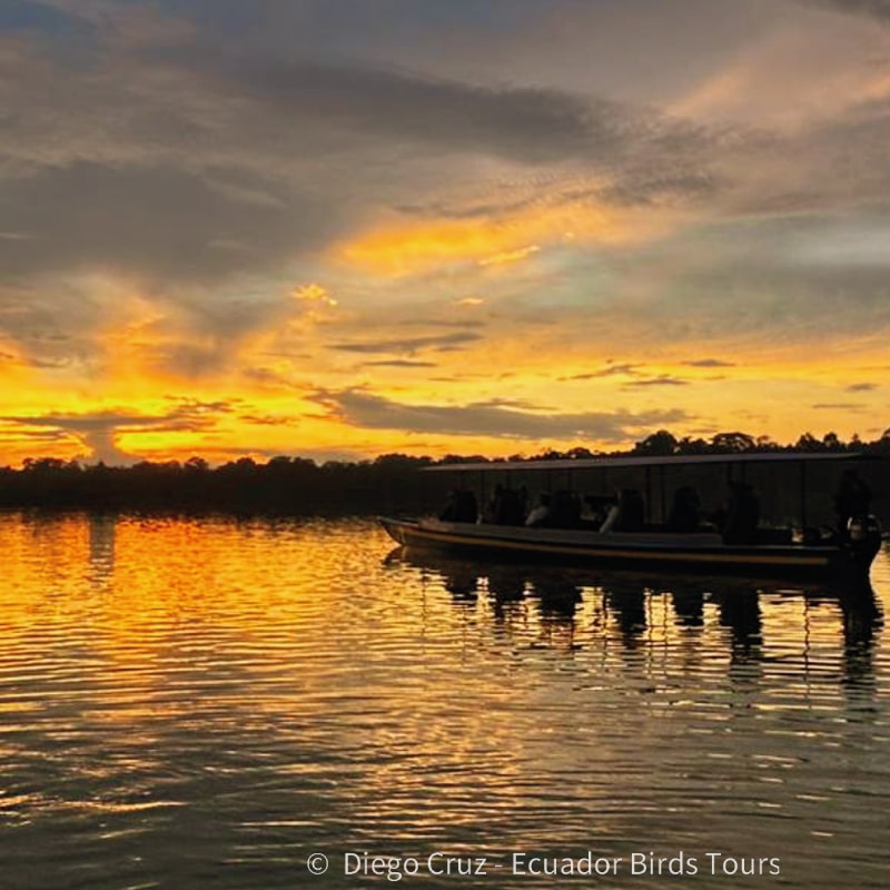 amazon birding tours in ecuador by ecuador birds tours (24)