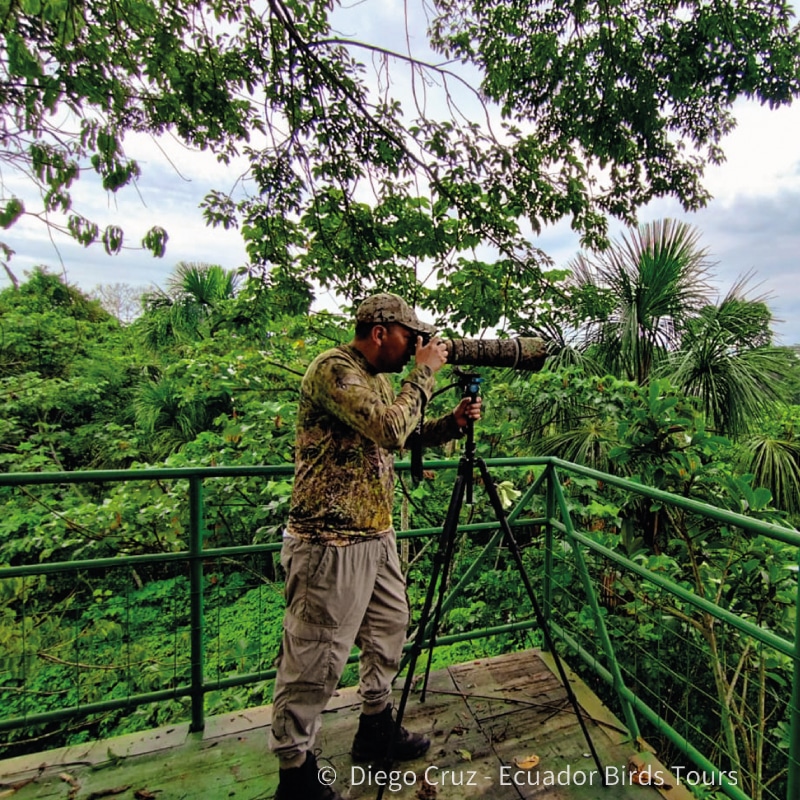 amazon birding tours in ecuador by ecuador birds tours (26)
