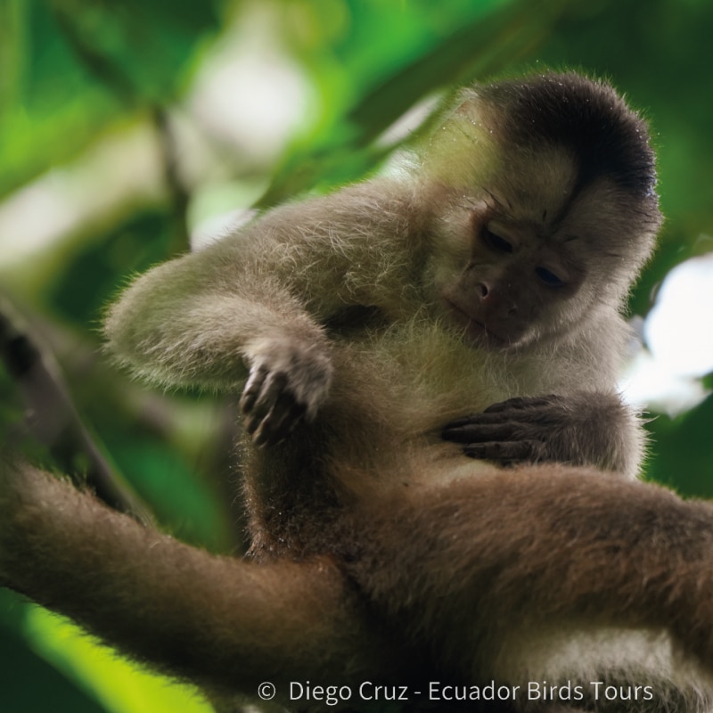 amazon birding tours in ecuador by ecuador birds tours (29)