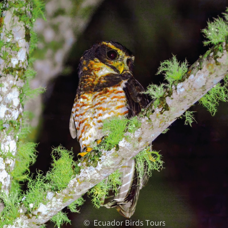 amazon birding tours in ecuador by ecuador birds tours (5)