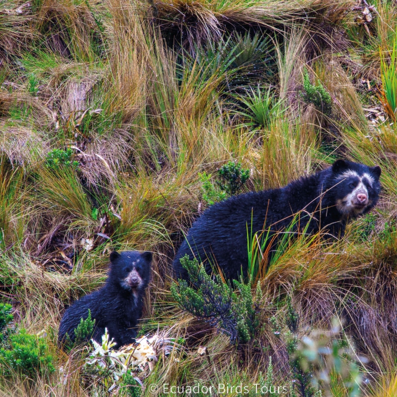 birding groups in ecuador by ecuador birds tours (4)