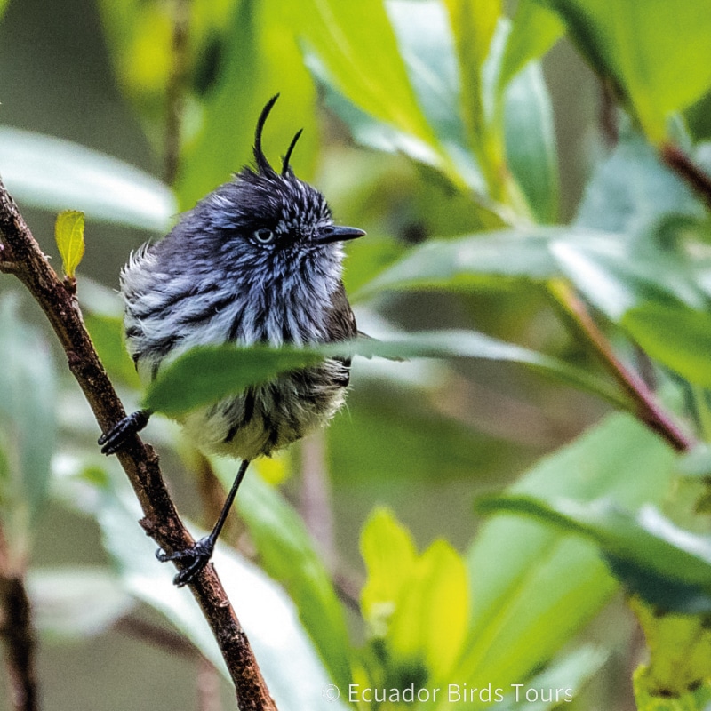 birding groups in ecuador by ecuador birds tours (7)