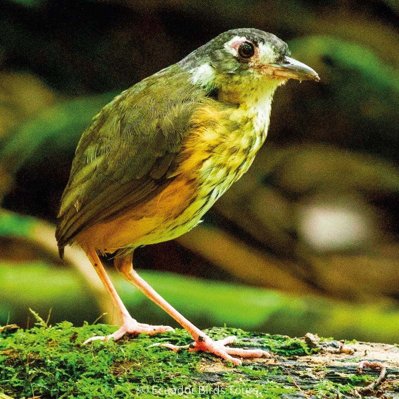 birding groups in ecuador by ecuador birds tours (8)