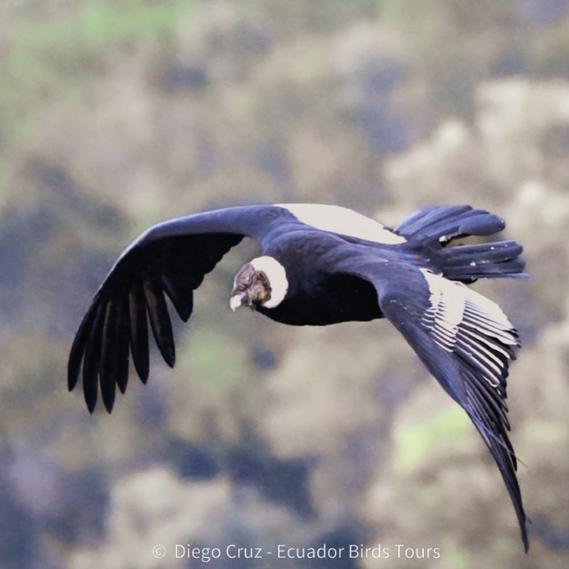 birding photo tours in ecuador by ecuador birds tours (13)