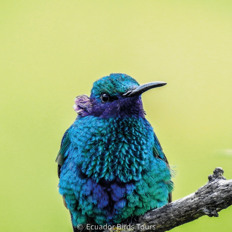 birding photo tours in ecuador by ecuador birds tours (2)