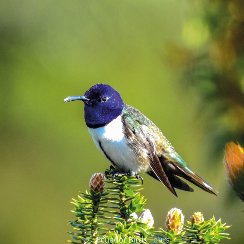 birding photo tours in ecuador by ecuador birds tours (3)