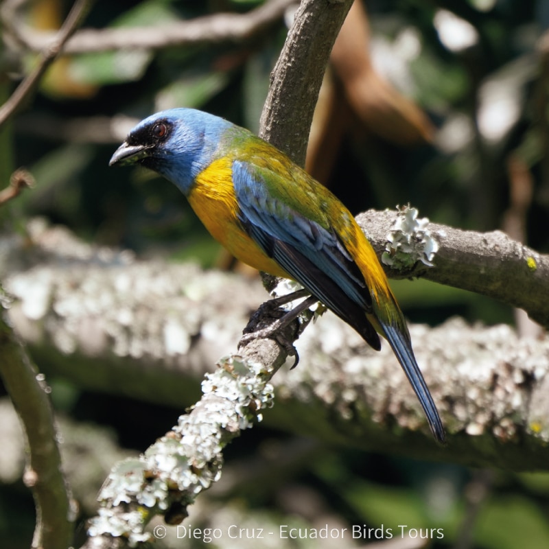 birding photo tours in ecuador by ecuador birds tours (4)