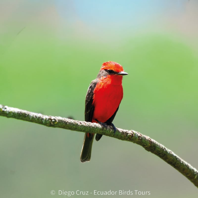 birding photo tours in ecuador by ecuador birds tours (5)