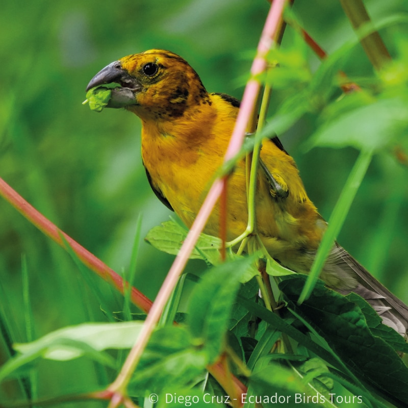 birding photo tours in ecuador by ecuador birds tours (6)