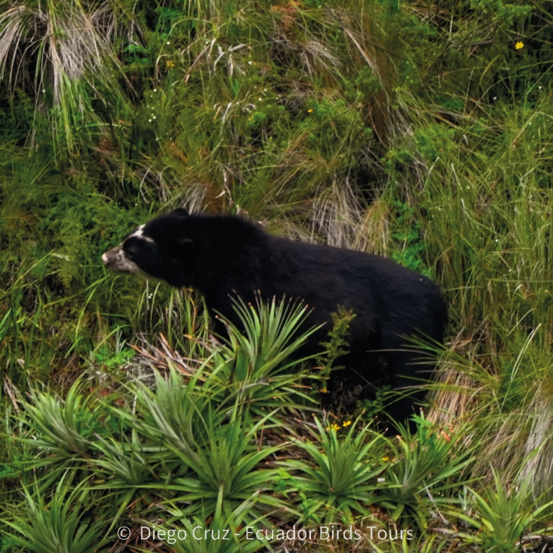 birding photo tours in ecuador by ecuador birds tours (9)