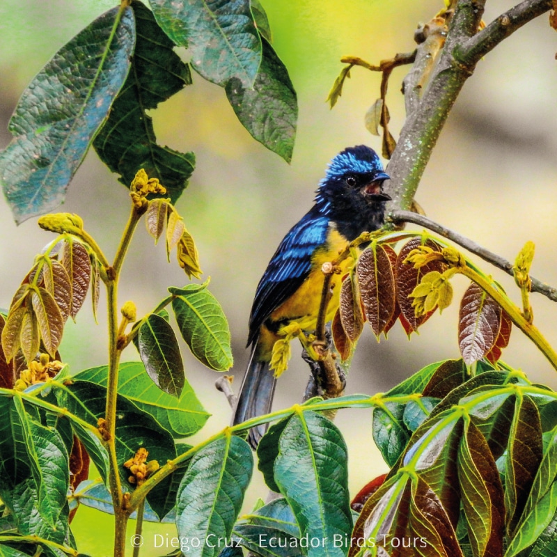 birding photo tours in ecuador by ecuador birds tours buff breasted mountain tanager