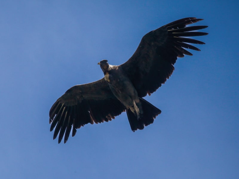 birding in ecuador tours (2)