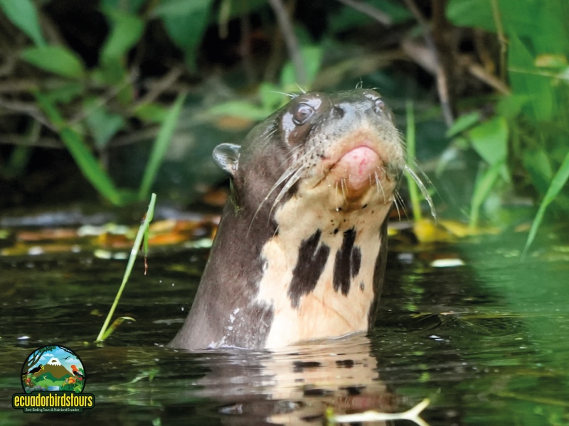 birding in ecuador tours (4)