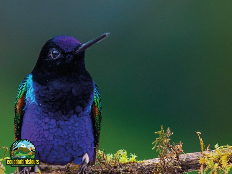 birding in ecuador tours (5)
