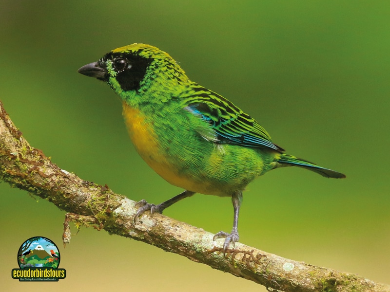 birding in ecuador tours green and gold tanager