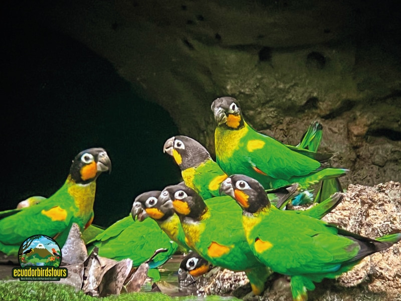 birding in ecuador tours sacha and napo lodges