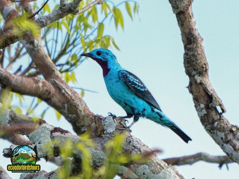 birding in ecuador tours spangled cotinga