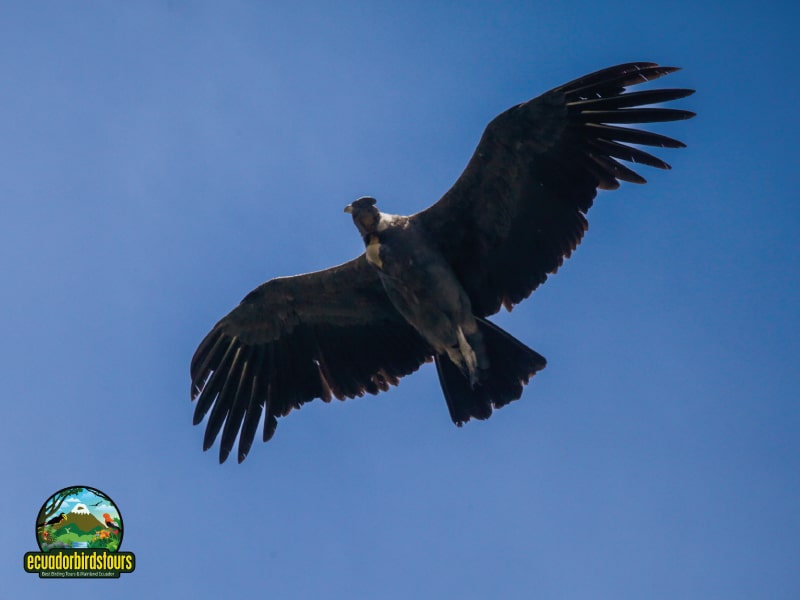 birding in ecuador tours andean condor